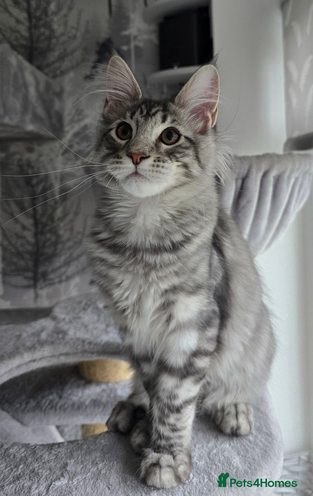 Maine Coon cats for sale: Last male Maine coon kitten READY European lines  - Image 1