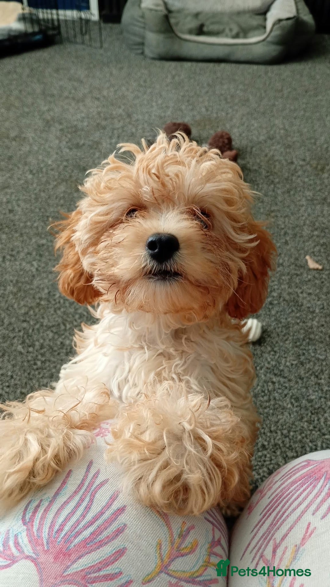 Cavapoo dogs Cavapoo  - Advert 1
