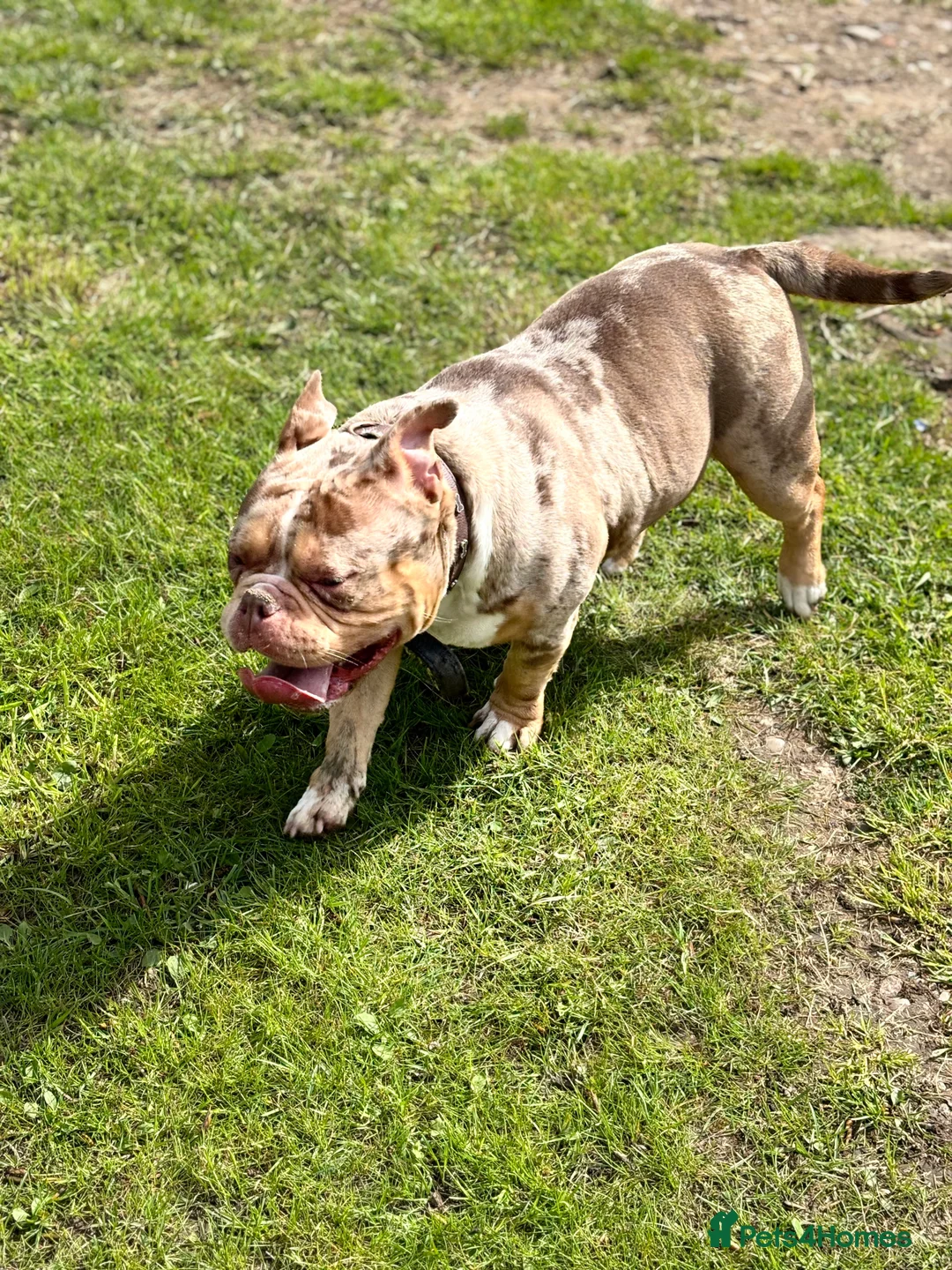 Mixed Breed dogs for sale: Loveable pocket bully Callie in Birmingham - Advert 10