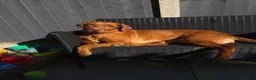 Labrador Retriever dogs for sale: 🐾 Beautiful KC-Registered Fox Red Lab Puppies 🐾 - Advert 12