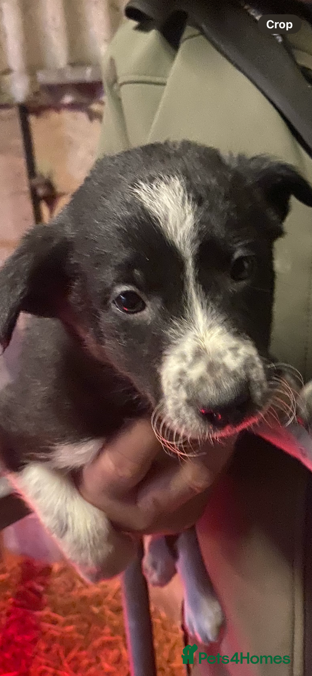 Border Collie dogs for sale: Border Collie pups  - Advert 2