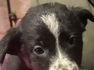 Border Collie dogs Border Collie pups - Advert 16