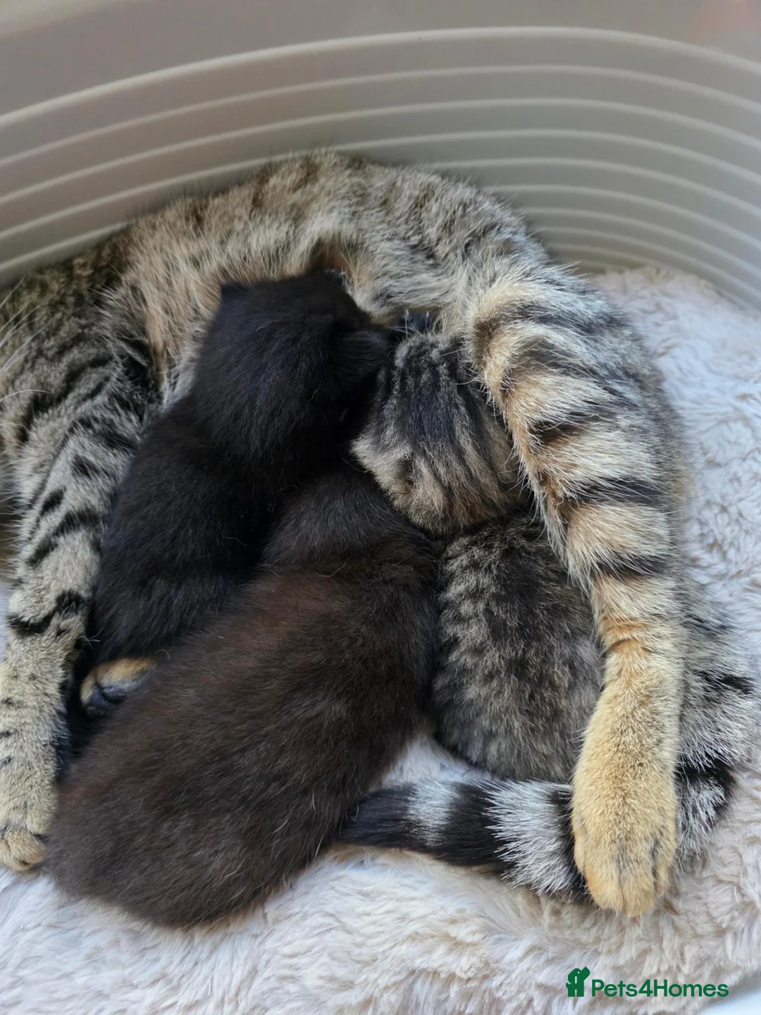 Mixed Breed cats for sale: 3 beautiful kittens for sale in Wednesbury - Advert 1
