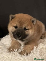 Japanese Shiba Inu dogs - Advert 6