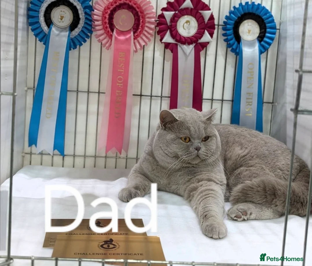 British Shorthair cats for sale: Show quality GCCF British Shorthair kittens - Advert 5