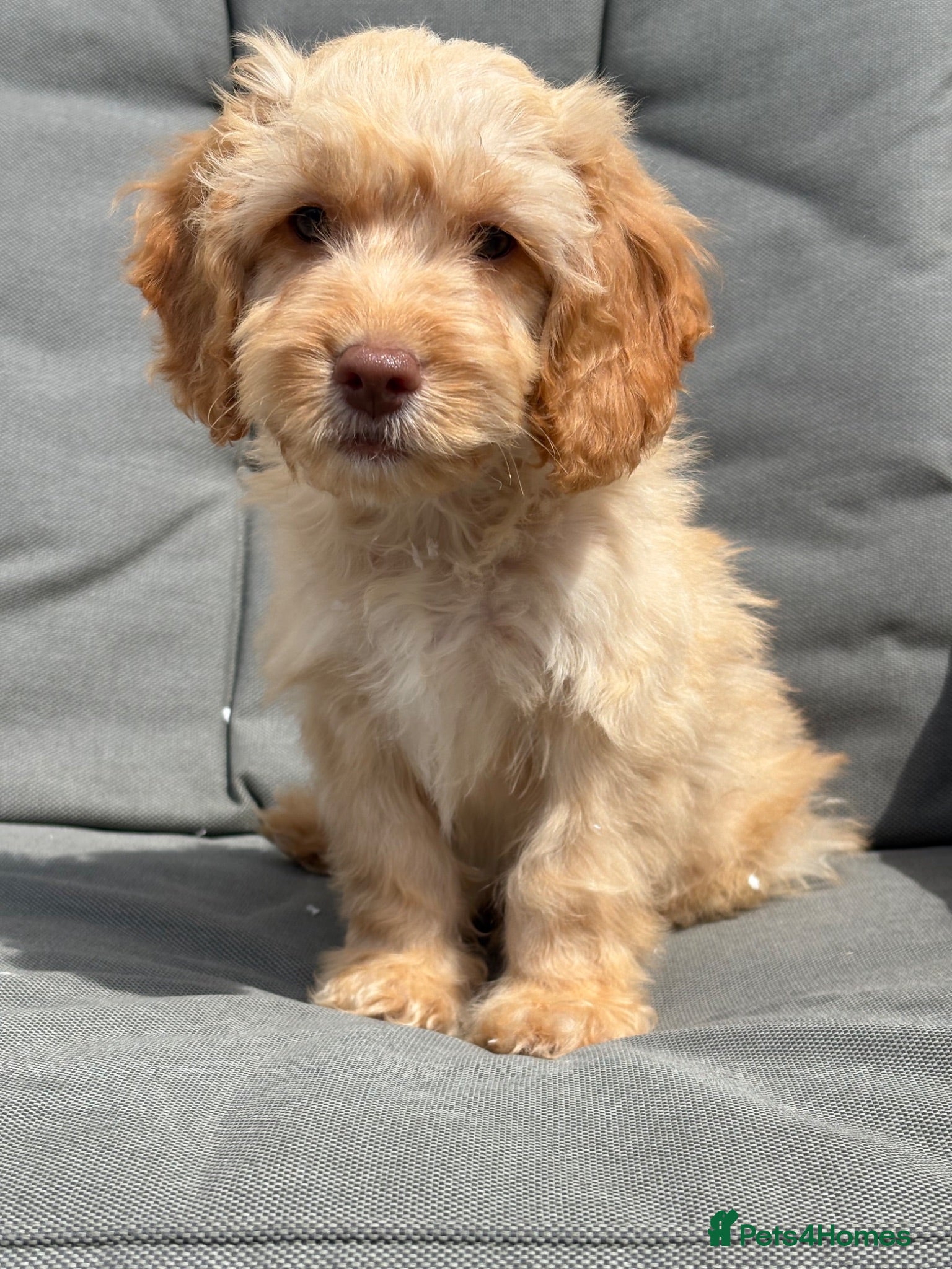 Cockapoo dogs Fully vaccinated PRA CLEAR F1 cockapoo puppies - Advert 1