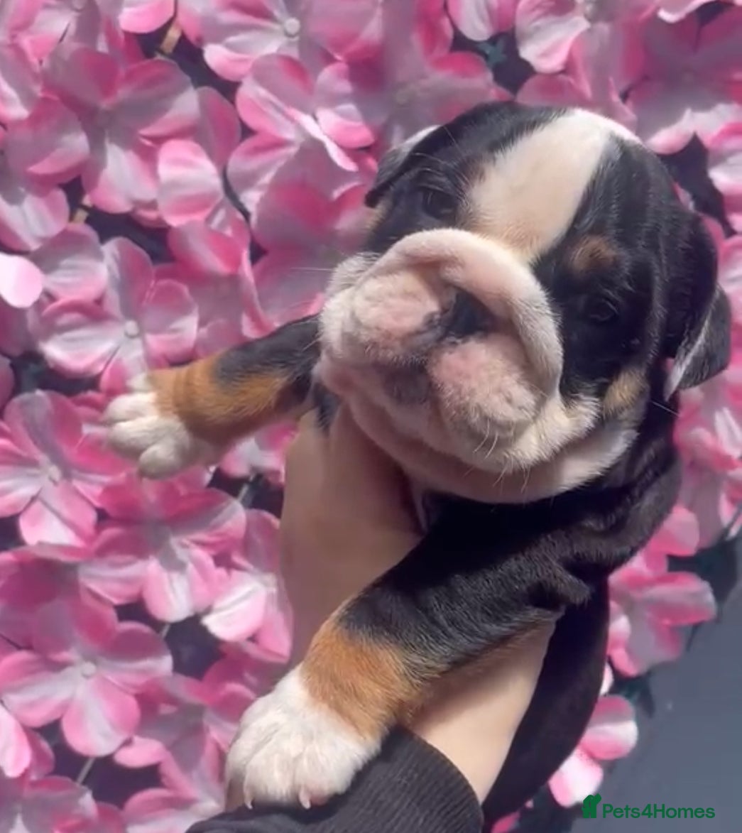 English Bulldog dogs English bulldog puppies  - Advert 2