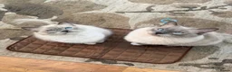 Ragdoll cats for sale: Beautiful blue point radgdoll kittens  - Advert 13