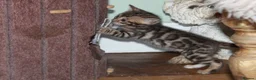 Bengal cats for sale: Last Boy Left! Brown Rosette Bengal Kitten! - Advert 6