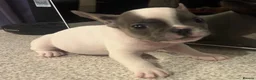 French Bulldog dogs for sale: Super tiny girl  - Advert 5
