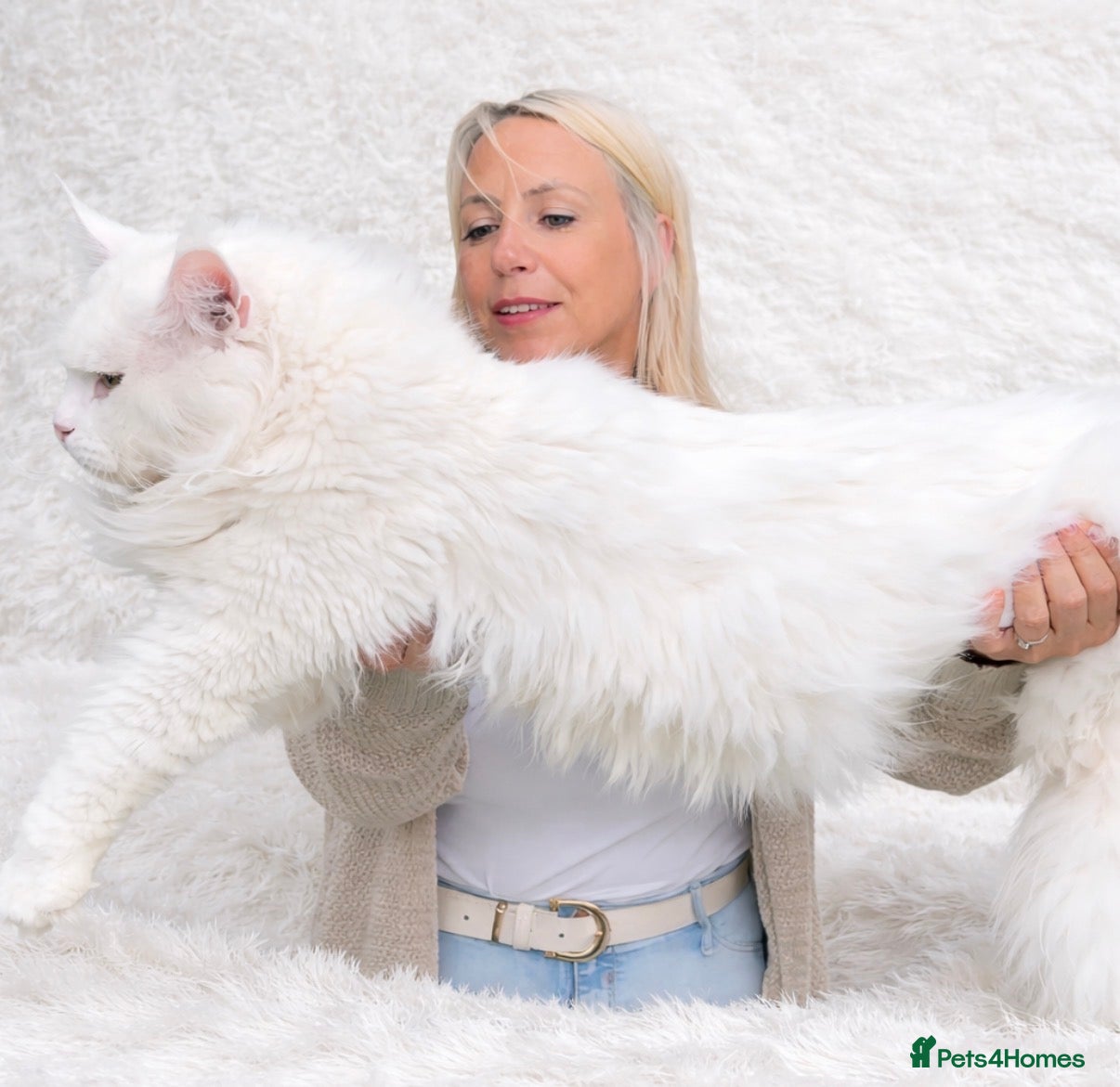 Maine Coon cats XL STUD AVAILABLE AND KITTENS in Brighouse - Advert 18