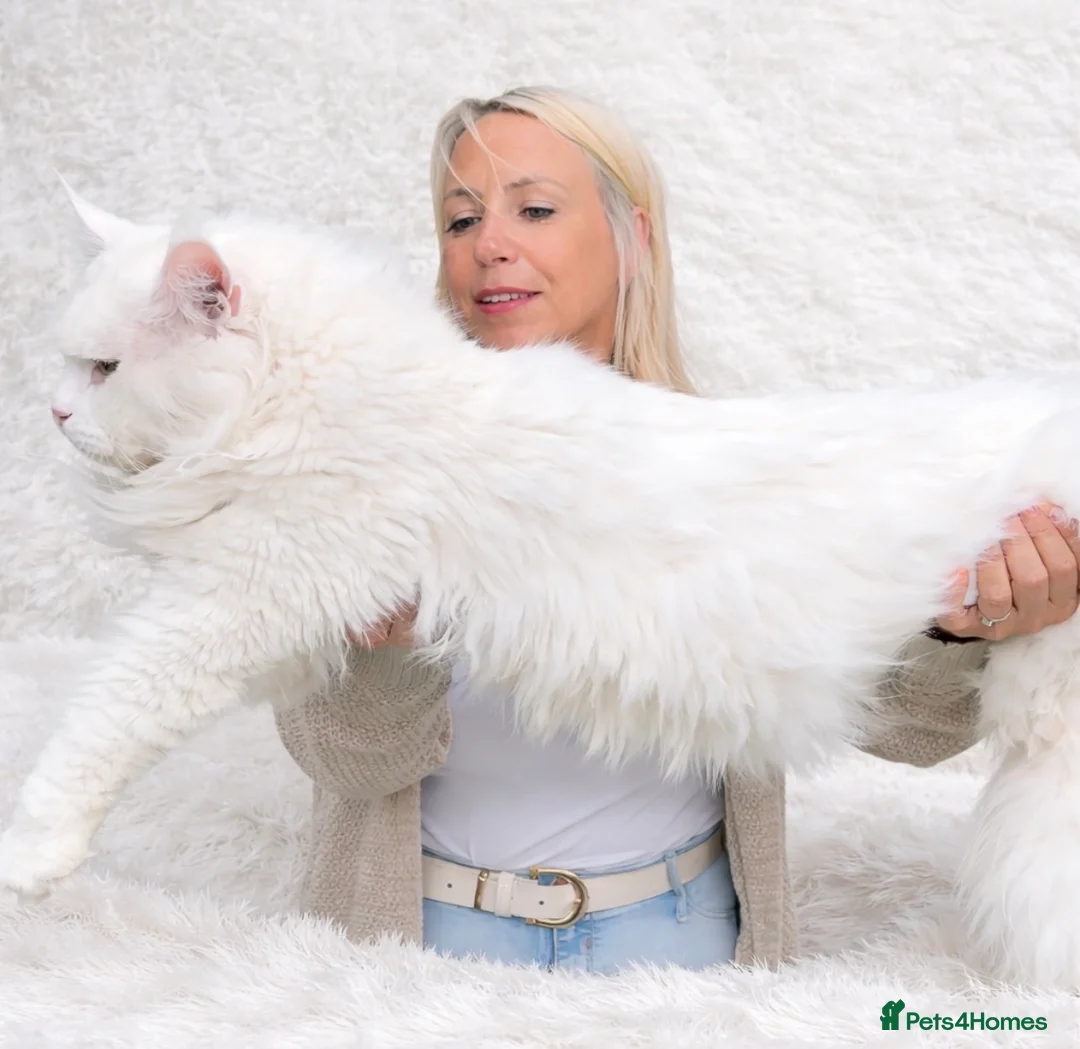 Maine Coon cats for stud: SEVERAL STUDS AVAILABLE 😻 - Advert 1