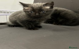 Siamese cats for sale: Siamese cross  - Image 6