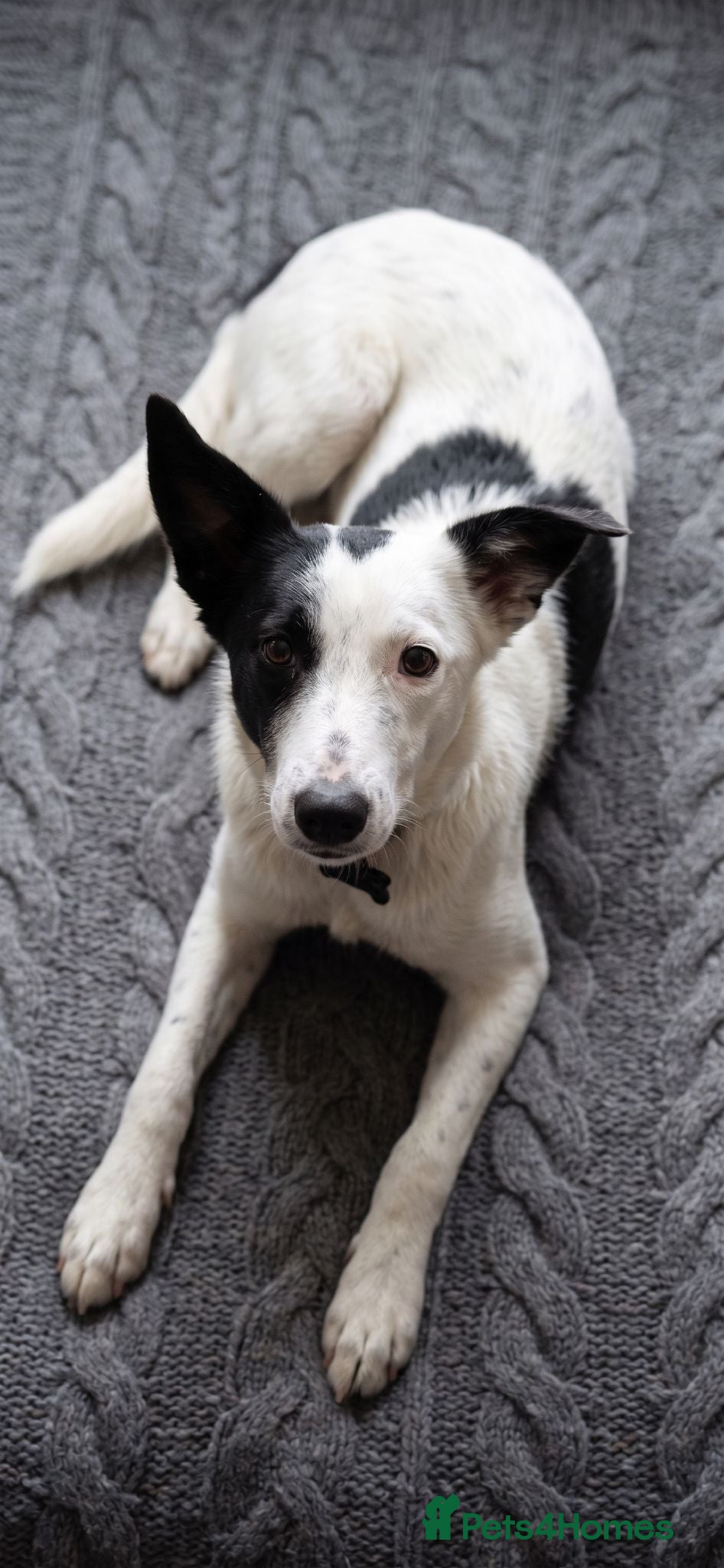 Mixed Breed dogs 🐾Balla Smart Playful Puppy Collie/Lurcher Mix - Advert 1