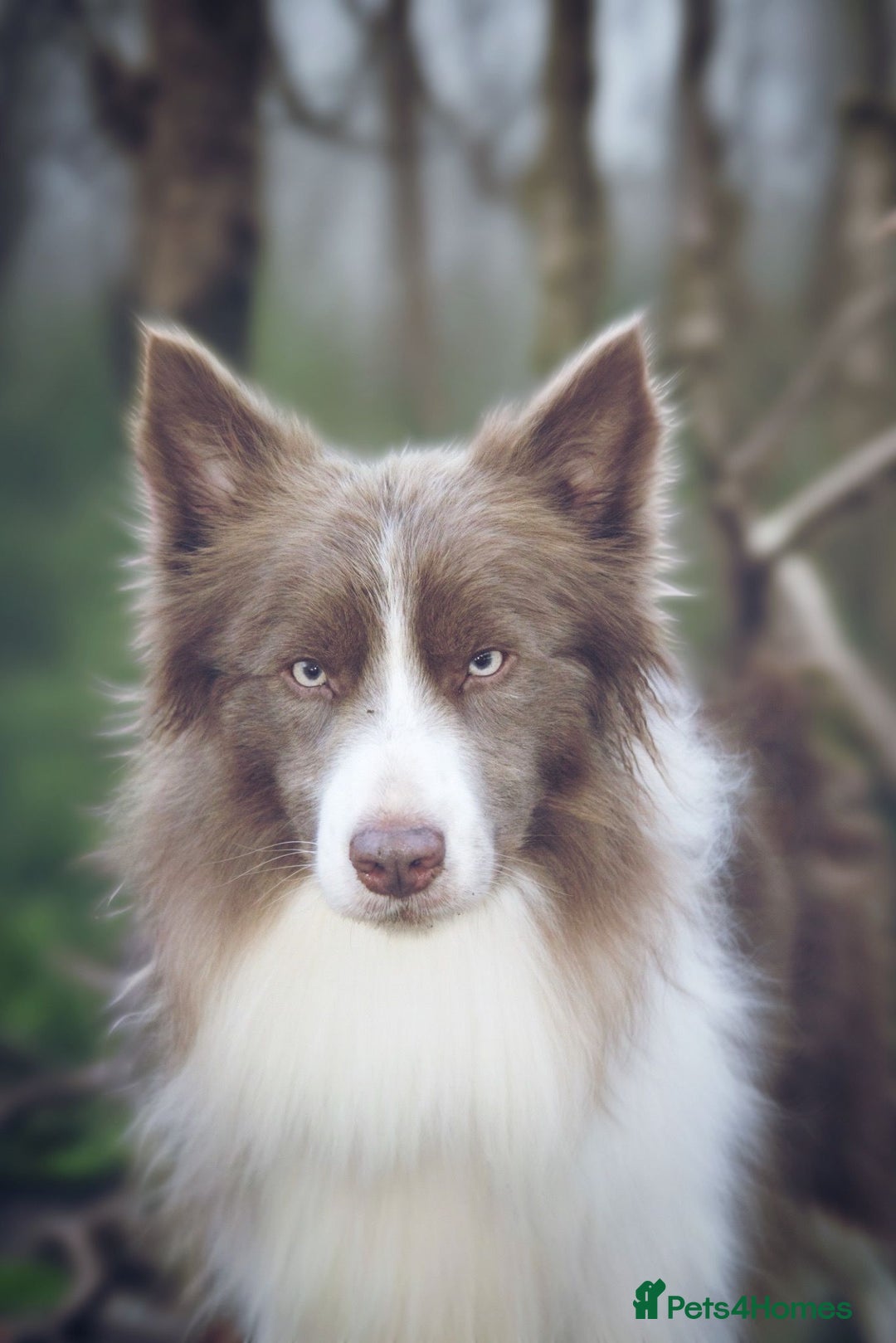 Border Collie dogs for sale: Stunning rough coated KC Reg Health tested pups  - Advert 4