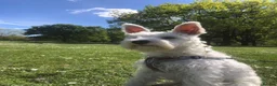 Miniature Schnauzer dogs for stud: KC Regi Mini Schnauzer ♂ Looking for a Girlfriend in London - Advert 4