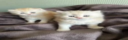 British Shorthair cats for sale: Beautiful British Longhair Boys! in Slough - Advert 8