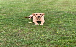 Labrador Retriever dogs for sale: 2 year old Yellow Labrador  - Image 5