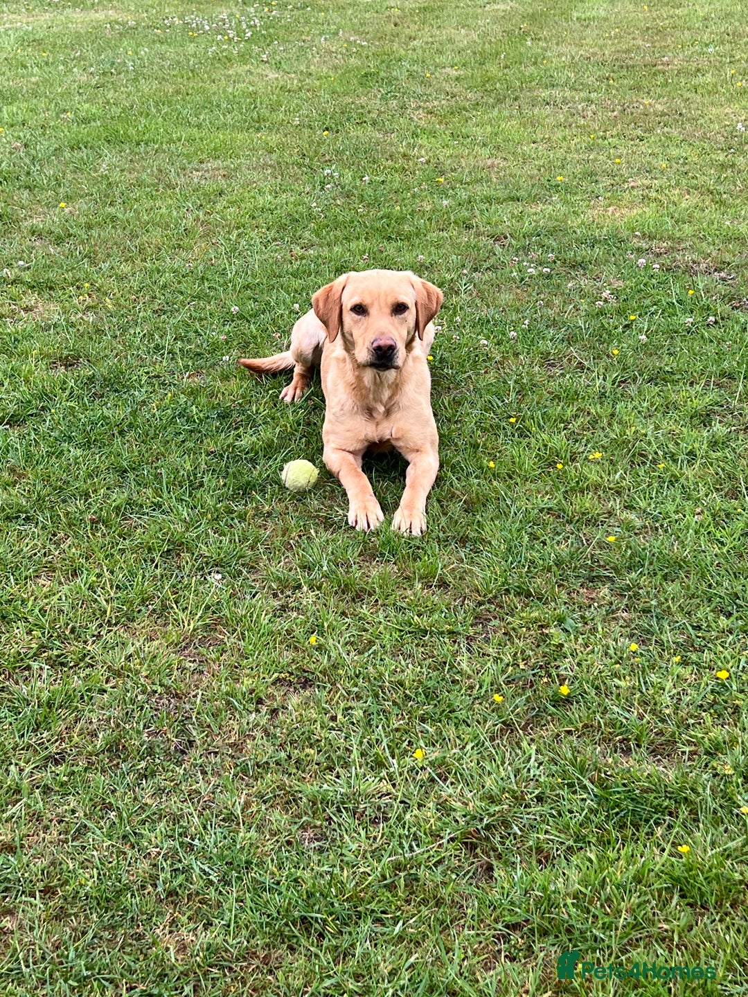 Labrador Retriever dogs for sale: 2 year old Yellow Labrador  - Image 5
