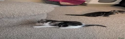 Mixed Breed cats for sale: Kittens - Advert 3