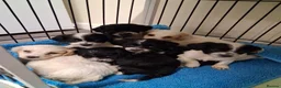 Jackapoo dogs for sale: Beautiful jackapoos puppies - Advert 1