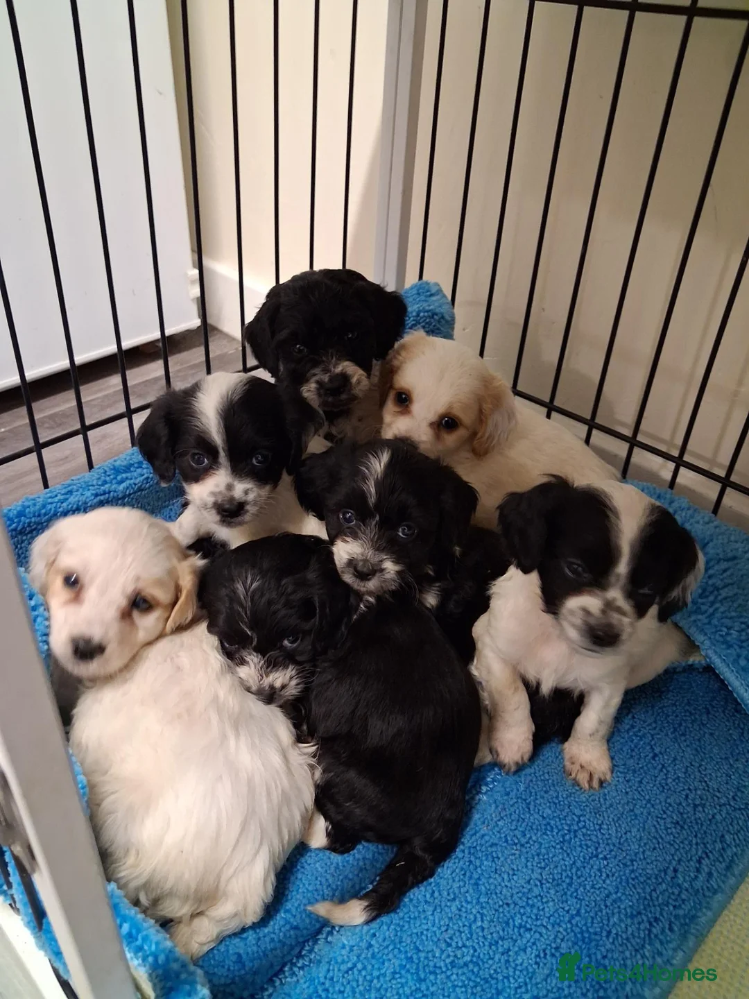 Jackapoo dogs for sale: Beautiful jackapoos puppies - Advert 1