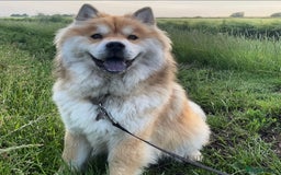 Chow Chow dogs for sale: Genuine Teddy Bear Chowski Puppies - Image 37