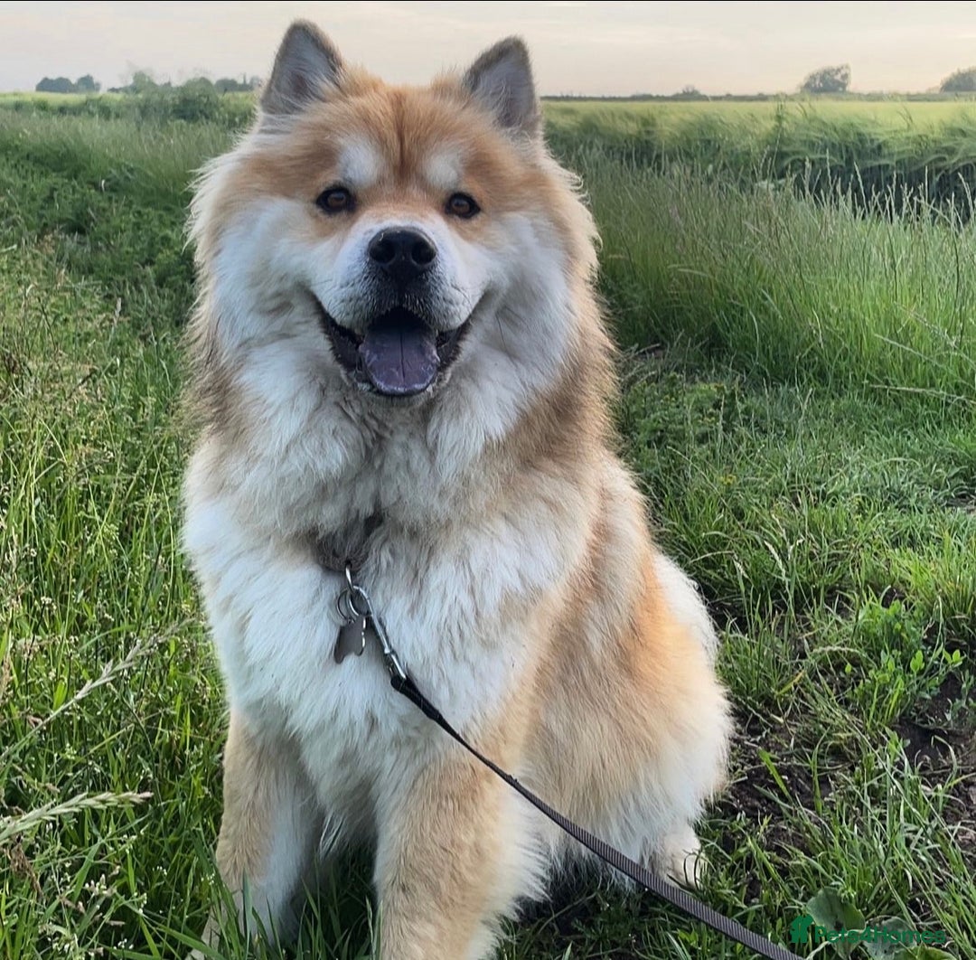 Chow Chow dogs for sale: Genuine Teddy Bear Chowski Puppies - Image 37