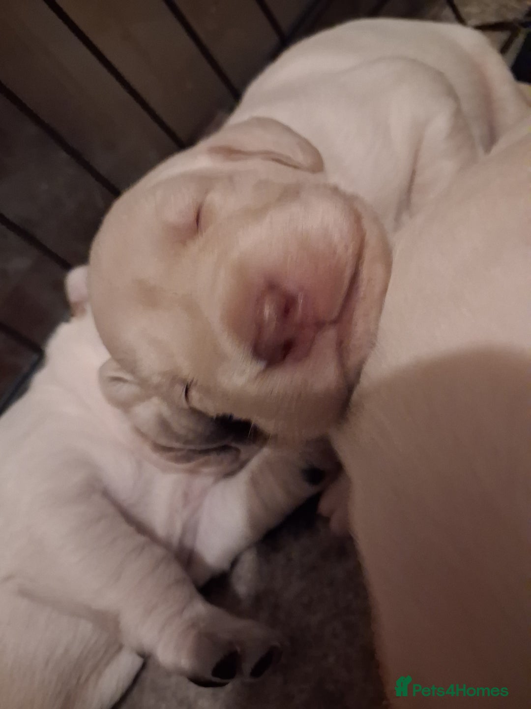 Labrador Retriever dogs for sale: **HEALTH TESTED ** Traditional labrador puppies - Advert 4