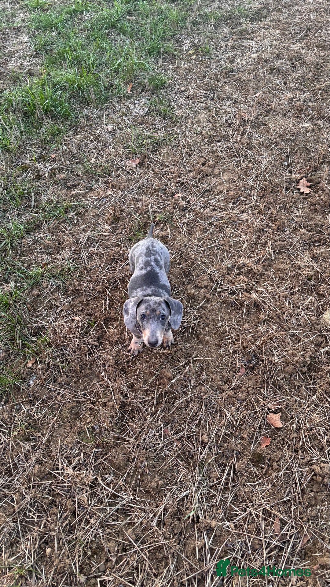 Miniature Dachshund dogs for sale: Pair of miniature dachshunds BOY AND GIRL - Advert 3