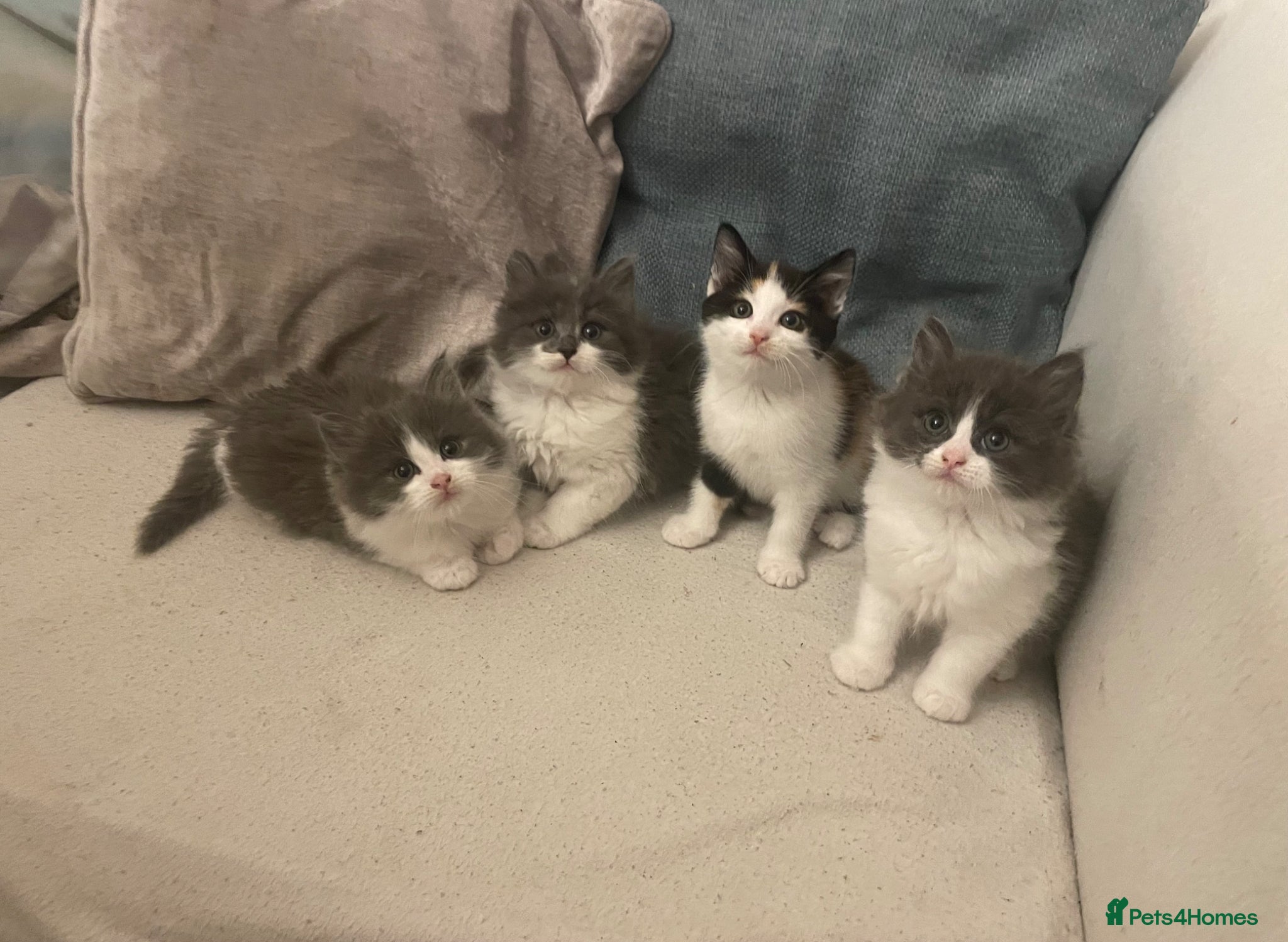 Maine Coon cats Ragdoll Maine coon mix kittens  - Advert 1