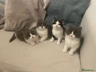 Ragdoll cats Adorable Ragdoll-Maine Coon mix kittens - Advert 1