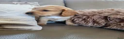 Cocker Spaniel dogs for sale: Kc reg cocker puppies  - Advert 6