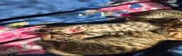Domestic Shorthair cats for sale: 5 beautiful tabby kittens for Sale!!! - Advert 28