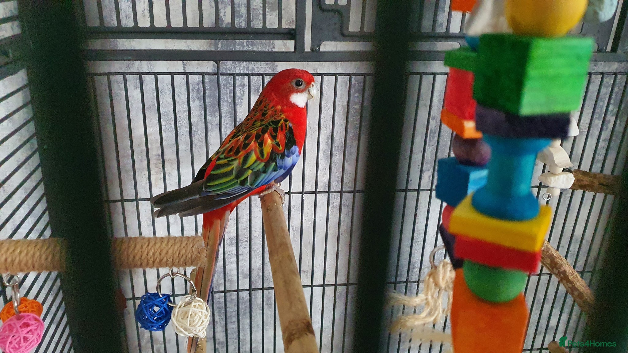 Parakeets birds EASTERN ROSELLA WITH CAGE - Advert 2