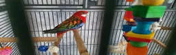 Parakeets birds for sale: EASTERN ROSELLA WITH CAGE, OPEN TO OFFERS!! - Advert 1