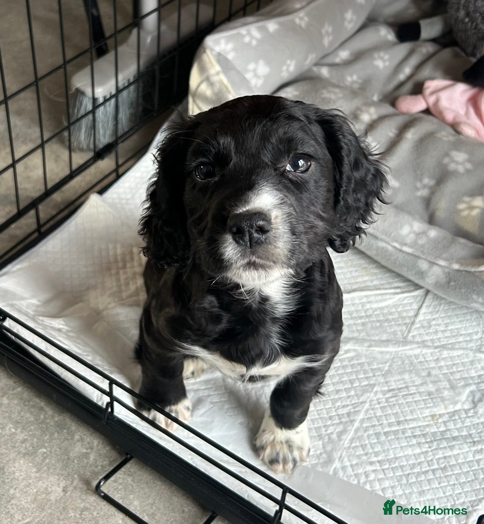 Mixed Breed dogs Cocker/jack russell - Advert 17