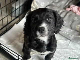 Mixed Breed dogs Cocker/jack russell - Advert 17