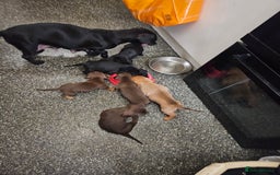 Mixed Breed dogs for sale: Pug x miniature dachshund *Only one left* - Image 21