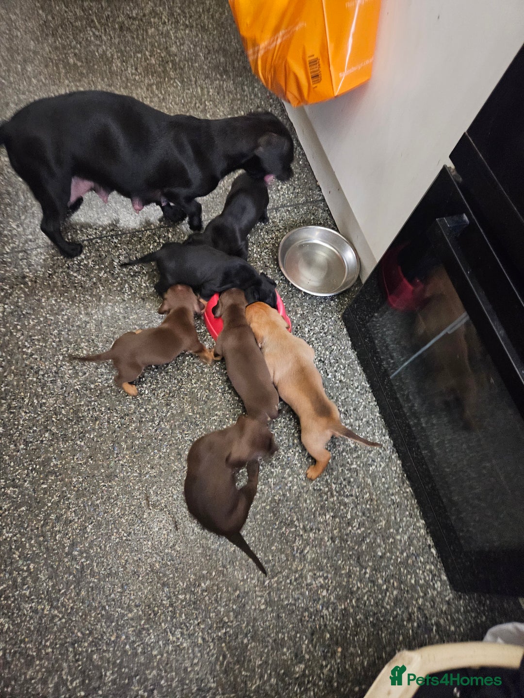 Mixed Breed dogs for sale: Pug x miniature dachshund *Only one left* - Image 21