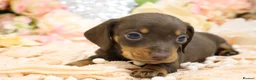 Miniature Dachshund dogs for sale: Miniature Dachshund Puppies - Advert 12