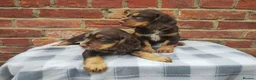 Cocker Spaniel dogs for sale: Cocker Spaniel Puppies  - Advert 16