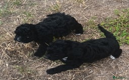 Jackapoo dogs for sale: Adorable Fluffy Jack-A-Poo Puppies for Sale - Image 10