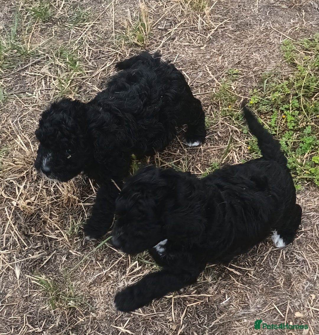 Jackapoo dogs for sale: Adorable Fluffy Jack-A-Poo Puppies for Sale - Image 10
