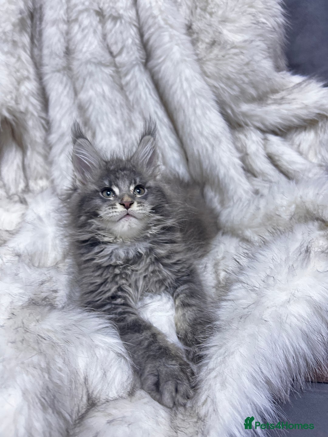 Maine Coon cats for sale: Maine Coon kitten  - Advert 5