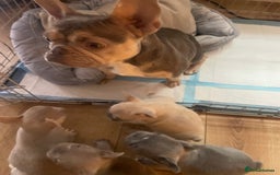 French Bulldog dogs for sale: French bulldog puppies  - Image 6