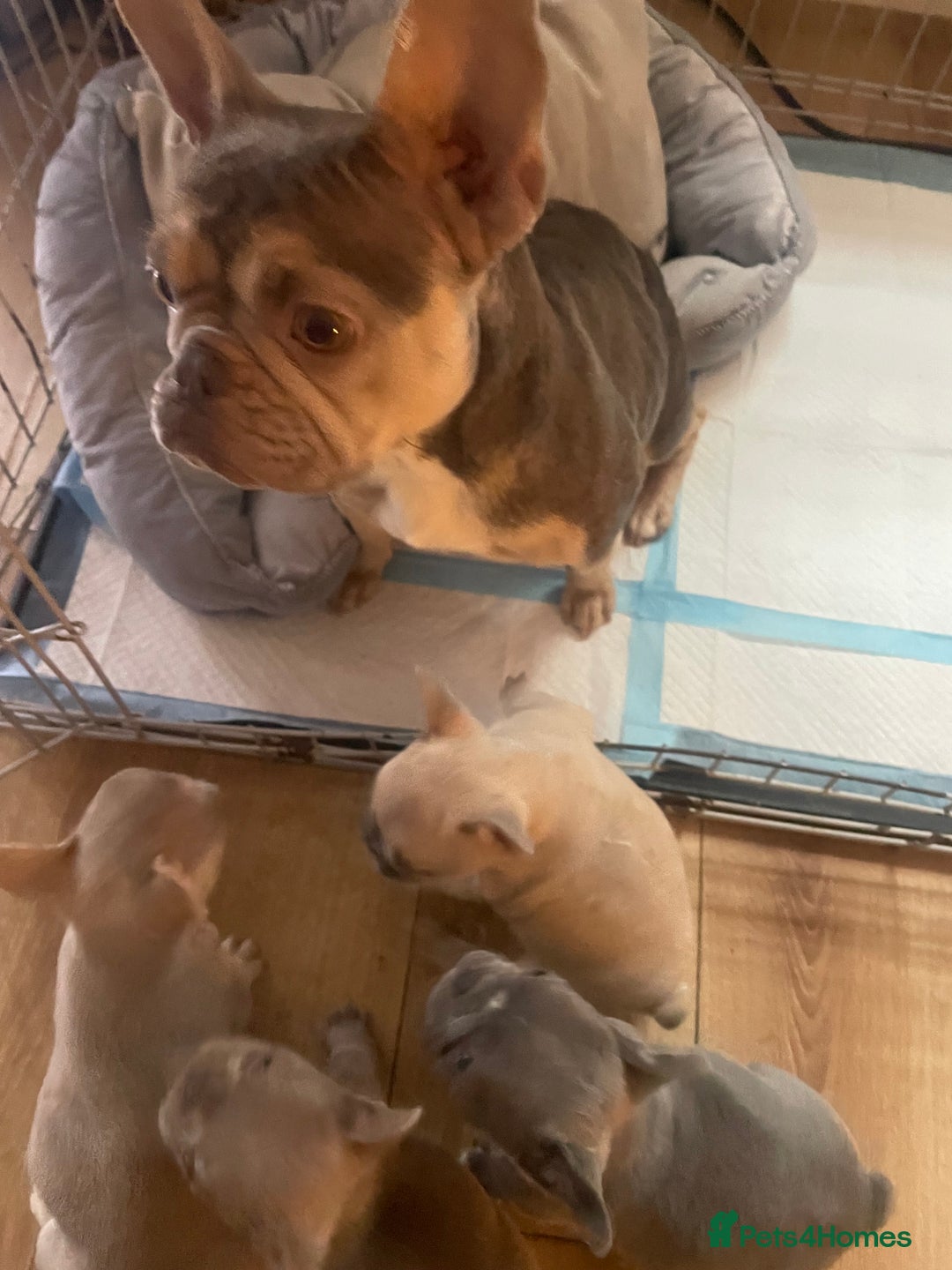 French Bulldog dogs for sale: French bulldog puppies  - Image 6