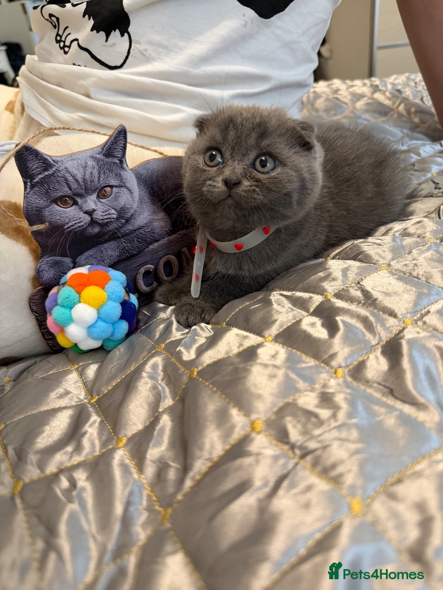 Scottish Fold cats  Last 😊 lop-eared Scottish fold  - Advert 2