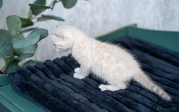 Bengal cats for sale: 3 Snow Bengal Boys-Gorgeous-TICA-Ready in November - Image 16