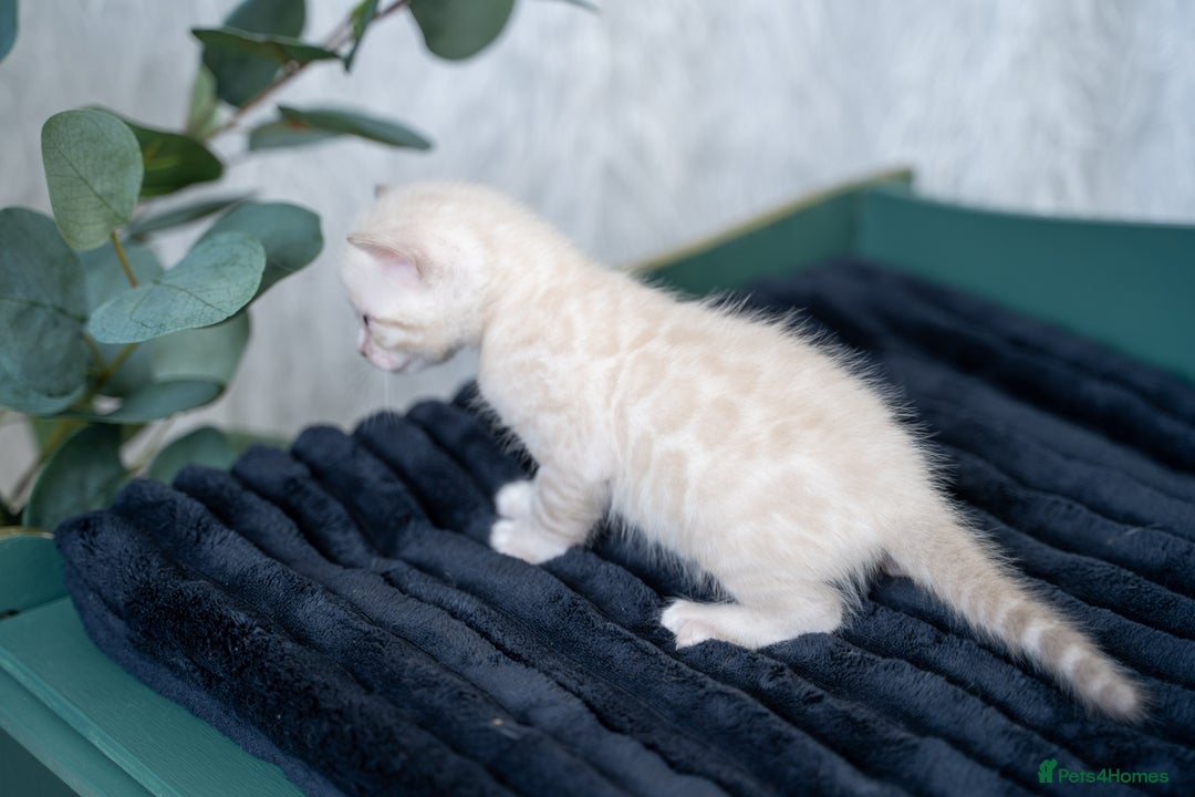 Bengal cats for sale: 3 Snow Bengal Boys-Gorgeous-TICA-Ready in November - Image 16
